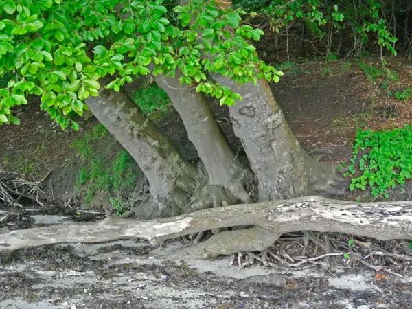Bild 36 von 37