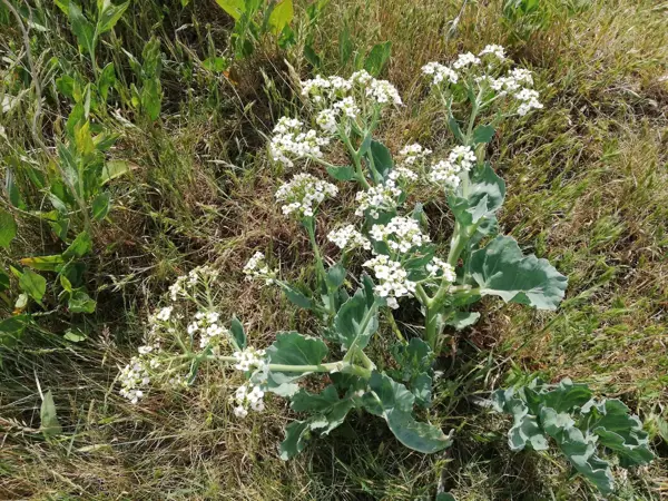Bild 61 von 64