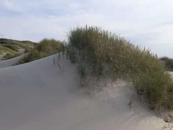 Ferienhaus 50940 in Lemmingvej 5, Saltum | Bild 43 von 44