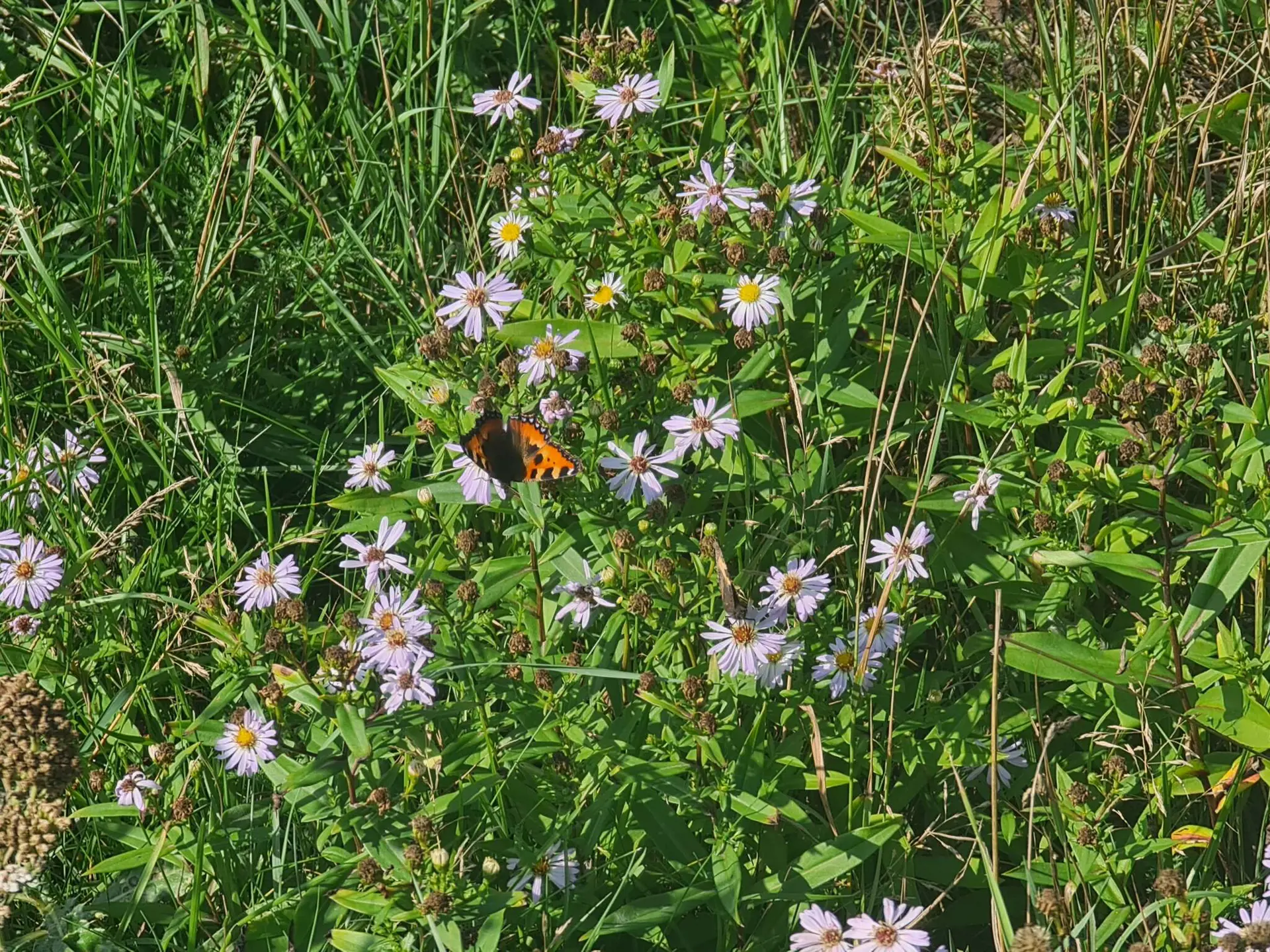 Bild 36 von 39