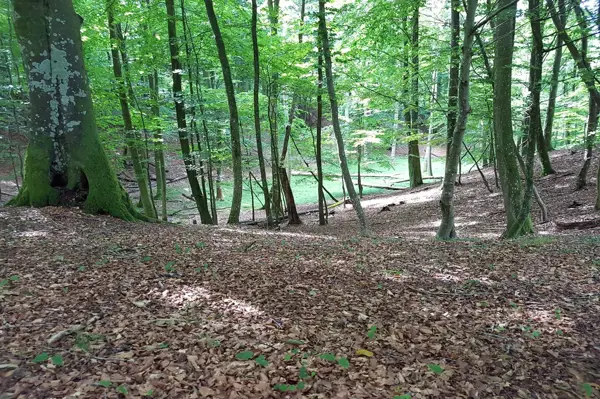 Bild 54 von 62