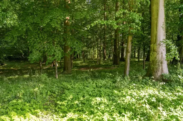 Bild 42 von 43